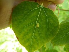 Phyllocoptes didelphis