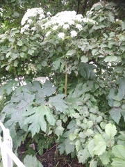 Heracleum maximum