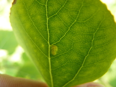 Phyllocoptes didelphis