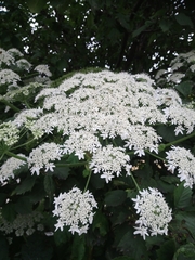 Heracleum maximum