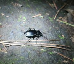 Carabus fiduciarius