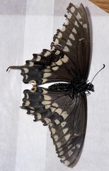 Papilio polyxenes