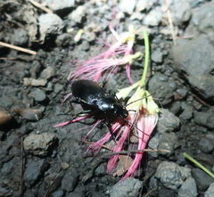 Carabus fiduciarius