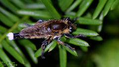 Promachus yesonicus