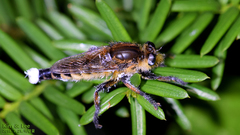 Promachus yesonicus
