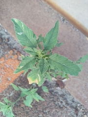 Amaranthus retroflexus