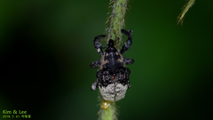 Sternuchopsis trifida