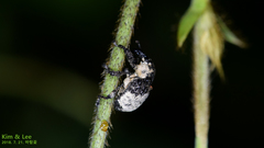 Sternuchopsis trifida