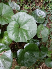 Farfugium japonicum japonicum