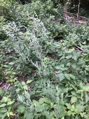 Chenopodium pratericola