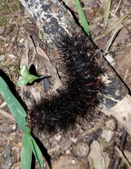 Hypercompe scribonia