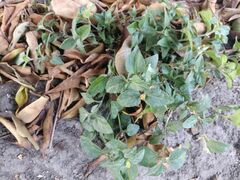 Calyptocarpus vialis