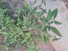 Chenopodium album
