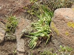 Phemeranthus napiformis