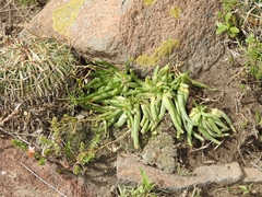 Phemeranthus napiformis