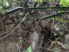 Acanthocereus cuixmalensis