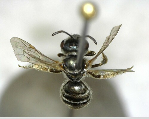 iNaturalist observation photo of Tripartite Sweat Bee
