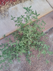 Chenopodium album