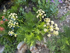 Ligusticum filicinum