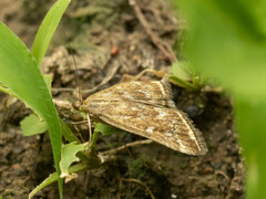Loxostege sticticalis