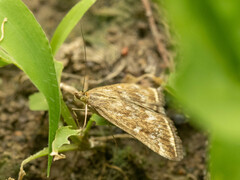 Loxostege sticticalis