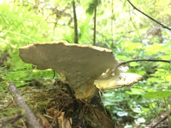 Calcipostia guttulata