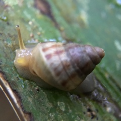 Orthalicoidea