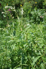 Koenigia alpina