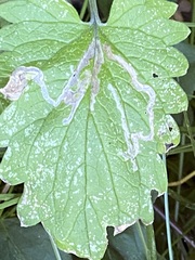 Phytomyza nepetae