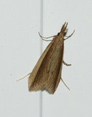 Donacaula albicostellus