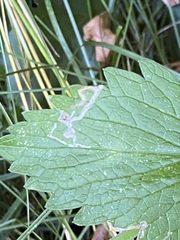 Phytomyza nepetae