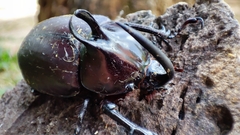 Eupatorus birmanicus