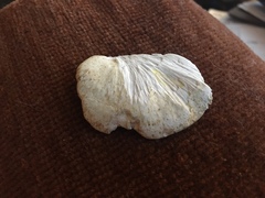 Calcipostia guttulata
