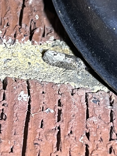 Locust Twig Borer Moth photo 5