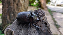 Eupatorus birmanicus