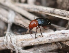Syphrea flavicollis