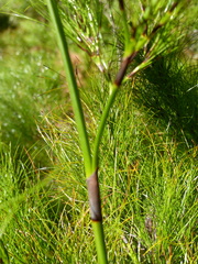 Caustis blakei