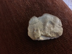 Calcipostia guttulata