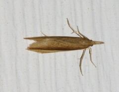 Donacaula albicostellus