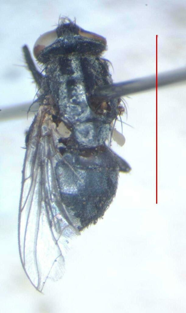 Peckia lambens