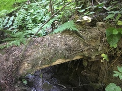 Calcipostia guttulata