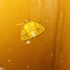 Xanthia rectilineata