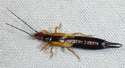 Lined Earwig photo 5