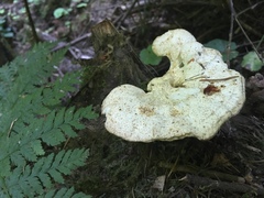 Calcipostia guttulata