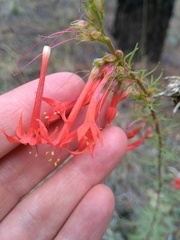 Ipomopsis aggregata formosissima