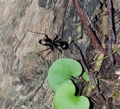 Camponotus pennsylvanicus