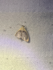 Glaphyria fulminalis