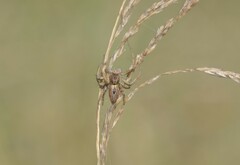 Oxyopes lineatus