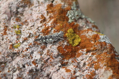 Leuronotina ritensis