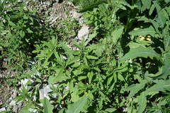 Axyris amaranthoides